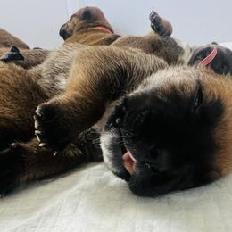 Boerboel Puppies from Southern Pride Boerboels