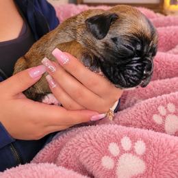 Dark Pink - Fawn female Boxer puppy in Washington from Serenity Boxers
