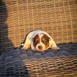 N-1 - Red speckled male Australian Cattle Dog puppy in Spokane, Washington from 4D Cattle Dogs