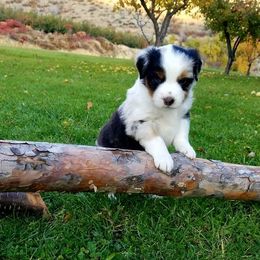 Miniature Australian Shepherds from Canine's Curriculum