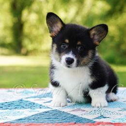 Snickers - Black and tan male Pembroke Welsh Corgi puppy in Bedford, Indiana from Sunny Acres Corgis