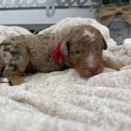 Rue - Chocolate merle male Bernedoodle puppy in Hegins, Pennsylvania from Bubbling Springs Doodles, LLC