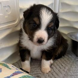 Juniper - Black tri female Miniature Australian Shepherd puppy in Gatesville, Texas from Southern Promise Aussie’s