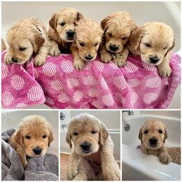 Golden Retriever Puppies from Paisley's Goldens