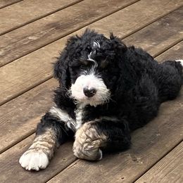 Bernedoodle Puppies from Oodles of Doodles