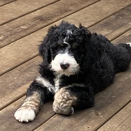 Bernedoodle Puppies from Oodles of Doodles