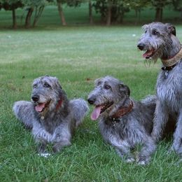 Irish Wolfhounds from Ierne Irish Wolfhounds
