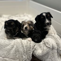 Toy Australian Shepherds from MT Ridge Aussies