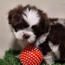 Boy Five - Liver and white male Shih Tzu puppy in New Bern, North Carolina from Kuddly Creatures