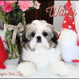Shih Tzu Puppies from Charlemagne Shih Tzus