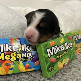 Mike n Ike - Tri-color male Bernese Mountain Dog puppy in Gardner, Kansas from Faith and Family Farm