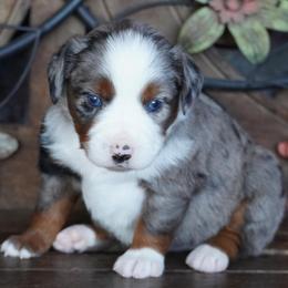 Blue Merle 1 - Blue merle female Miniature Australian Shepherd puppy in Lawton, Oklahoma from Lindsey’s Aussies