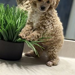 Jasper - Cream male Poodle puppy in Ocoee, Florida from Puppie Poos 4 U