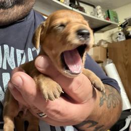 Dachshund Puppies from Witchy Woman’s Wiener’s