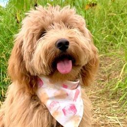 Goldendoodles, Poodles, and Sheepadoodles from Brewer's Goldendoodles & Sheepadoodles