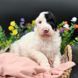 Suzie - Black and white female Sheepadoodle puppy in Willacoochee, Georgia from Kitandkboodle's Doodles
