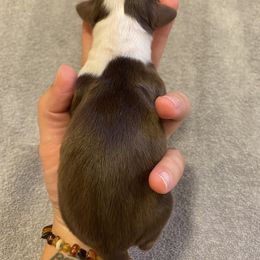 Miniature Australian Shepherd Puppies from Quarle Ranch Mini Aussies