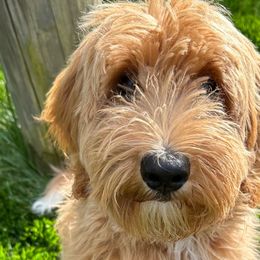 Daphne - Goldendoodle