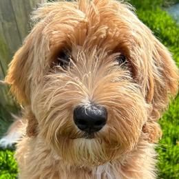 Daphne - Goldendoodle