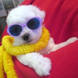 Bichon Frise Puppies from Kerley's Kuties