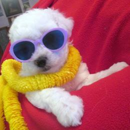 Bichon Frise Puppies from Kerley's Kuties