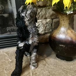 Light pink collar - Merle female Goldendoodle puppy in Sanderson, Florida from Serenity Goldendoodles