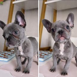 Tater - Blue female French Bulldog puppy in Lubbock, Texas from West Texas Dachshunds LLC