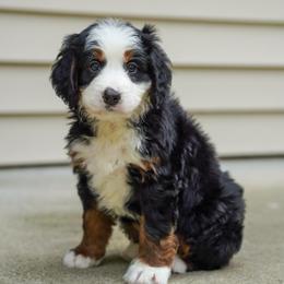 Mesquite - Tri-color female Bernedoodle puppy in Dundee, Ohio from Down Home Doodle