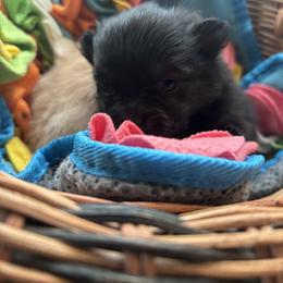 Princess Buttercup - Black and tan female Pomeranian puppy in Lake Forest Park, Washington from Tea Pup Pomeranians