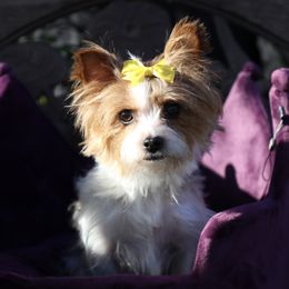 Golden Mountain Doodles and Yorkshire Terriers from Yorkie To Hapiness