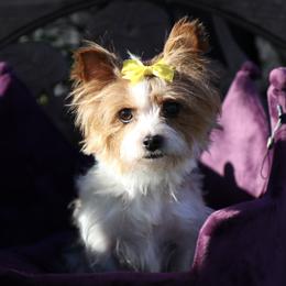 Golden Mountain Doodles and Yorkshire Terriers from Yorkie To Hapiness