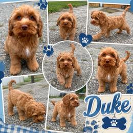 Duke Caboom - Red male Cockapoo puppy in Holton, Indiana from MoonShine Babies
