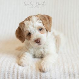 Pink Collar Girl - Caramel ice female Australian Labradoodle puppy in Thousand Oaks, California from Lovely Doodle Lane