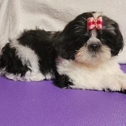 Nina - Black and white female Shih Tzu puppy in Parma, Ohio from D's DeVine Shih-Tzu
