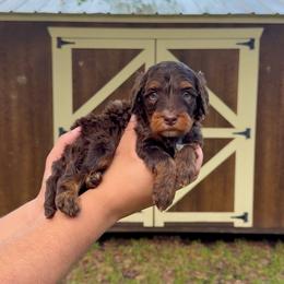 Milo - Tri-color male Bernedoodle puppy in Greenville, Texas from Doodles of Promise
