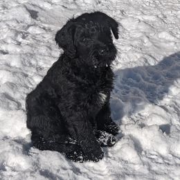 Labradoodle and Poodle Puppies from Caldron Falls Doodles and Poodles