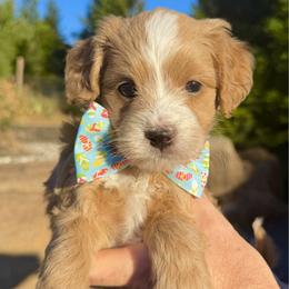 Goldendoodle puppies from Dainty Doodle Dogs LLC