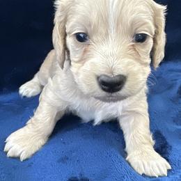 Sullivan - Cream male Dachshund puppy in Memphis, Tennessee from River City Doxies