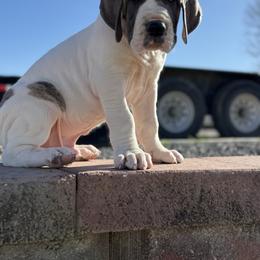 Bruno - Blue brindle male Great Dane puppy in Grand Junction, Colorado from Top Brackett Danes