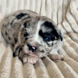 Nash - Blue merle male Miniature Australian Shepherd puppy in New Hampton, Iowa from Full River Australian Shepherds