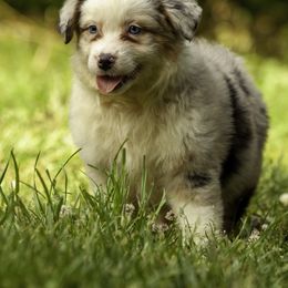 Miniature American Shepherd, Miniature Australian Shepherd, and Toy Australian Shepherd Puppies from Fine Hill Aussies