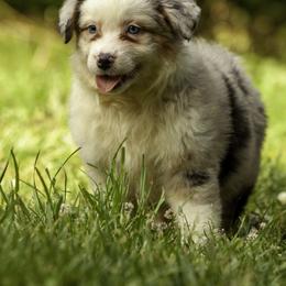 Miniature American Shepherd, Miniature Australian Shepherd, and Toy Australian Shepherd Puppies from Fine Hill Aussies
