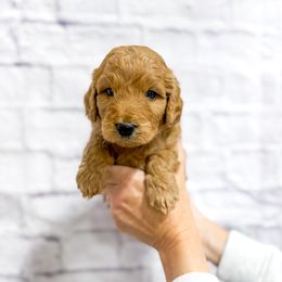 Audrey - Red  female Goldendoodle puppy in Jackson, Tennessee from Doodlebug Farms