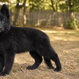 Z5 collar - Black female German Shepherd puppy in Casscoe, Arkansas from Crown H Shepherds