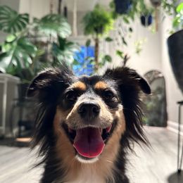 Miniature American Shepherd and Miniature Australian Shepherd Puppies from Whiskeytown Aussies