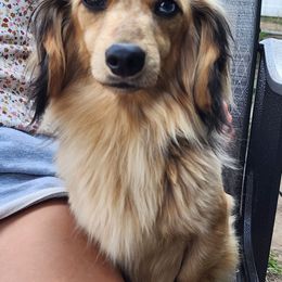 Gunner - Dachshund