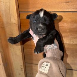 Girl 1 - Black and white female Siberian Husky puppy in Iron River, Wisconsin from Wiemeri Siberians
