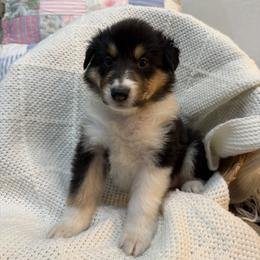 Lucious - Black white and tan male Collie puppy in Beaver, Oklahoma from Lawson’s Lassies