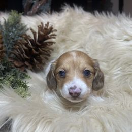 Jingles - Dapple male Dachshund puppy in Washburn, Tennessee from Clinch Mountain Dachshunds