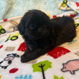 MIDNIGHT - Black male Shih Tzu puppy in Kamilche, Washington from Serendipity Shih tzu